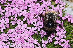 Berglandhummel (Bombus monticola) auf Gegenblättrigem Steinbrech (Saxifraga oppositifolia)