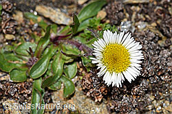 Einköpfiges Berufkraut (Erigeron uniflorus) (08.2021, F192011)