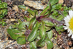 Einköpfiges Berufkraut (Erigeron uniflorus) (F192013) Einköpfiges Berufkraut (Erigeron uniflorus) (F192013)