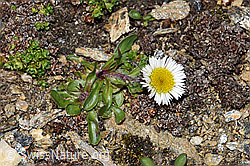Einköpfiges Berufkraut (Erigeron uniflorus) (08.2021, F192015)