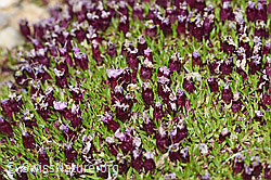 Kalk-Polsternelke (Silene acaulis) (F192021) Kalk-Polsternelke (Silene acaulis) (F192021)