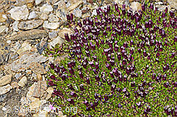 Kalk-Polsternelke (Silene acaulis) (F192022) Kalk-Polsternelke (Silene acaulis) (F192022)
