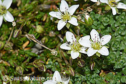 Frühlings-Miere (Minuartia verna) (08.2021, F192050)