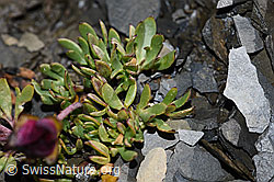Ranunculus glacialis (F194504)