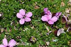 Kalk-Polsternelke (Silene acaulis) (F194508) Kalk-Polsternelke (Silene acaulis) (F194508)