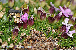 Kalk-Polsternelke (Silene acaulis) (F194509) Kalk-Polsternelke (Silene acaulis) (F194509)