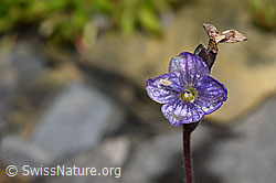 Blattloser Ehrenpreis (Veronica aphylla) (F194526)