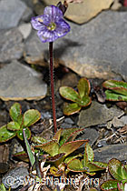 Blattloser Ehrenpreis (Veronica aphylla) (F194528)