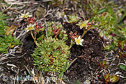 Moschus-Steinbrech (Saxifraga exarata ssp. moschata) (F194536) Moschus-Steinbrech (Saxifraga exarata ssp. moschata) (F194536)