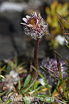 Einköpfiges Berufkraut (Erigeron uniflorus) (F194545) Einköpfiges Berufkraut (Erigeron uniflorus) (F194545)