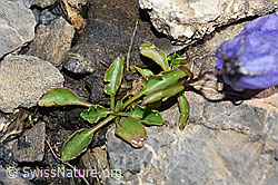 Niedliche Glockenblume (Campanula cochleariifolia) (F194576) Niedliche Glockenblume (Campanula cochleariifolia) (F194576)