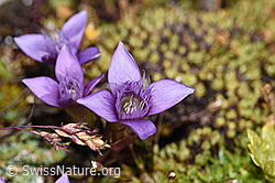 Feld-Enzian (Gentiana campestris) (F194589)