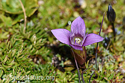 Feld-Enzian (Gentiana campestris) (F194590)