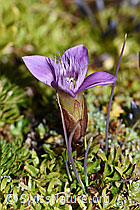 Feld-Enzian (Gentiana campestris) (F194592)