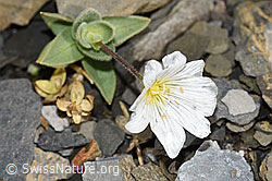 Breitblättriges Hornkraut (Cerastium latifolium) (F194604) Breitblättriges Hornkraut (Cerastium latifolium) (F194604)