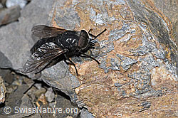Hybomitra caucasica (Bremse) (F194853) Hybomitra caucasica (Bremse) (F194853)