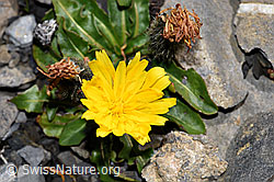 Leontodon montanus (F194872)