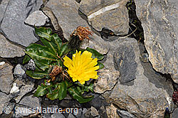 Leontodon montanus (F194875)