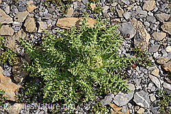 Alpen-Kratzdistel (Cirsium spinosissimum) (F194884)