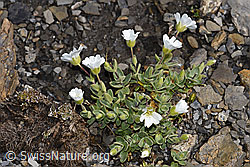Breitblättriges Hornkraut (Cerastium latifolium) (F194890) Breitblättriges Hornkraut (Cerastium latifolium) (F194890)