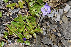 Blattloser Ehrenpreis (Veronica aphylla) (F194892)