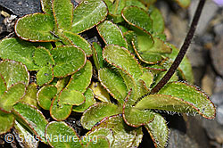 Blattloser Ehrenpreis (Veronica aphylla) (F194893)