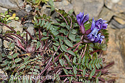 Photo: Oxytropis jacquinii