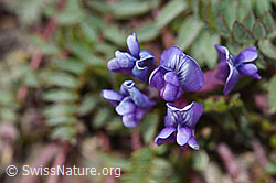 Photo: Oxytropis jacquinii