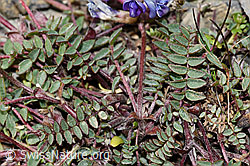 Photo: Oxytropis jacquinii