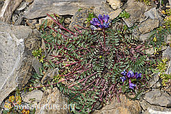 Oxytropis jacquinii (09.2021, F195225)