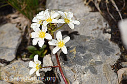 Saxifraga paniculata (09.2021, F195244)