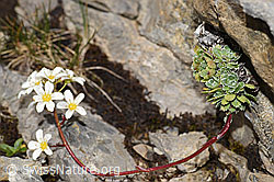 Saxifraga paniculata (09.2021, F195246)
