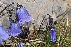 Campanula cochleariifolia (09.2021, F195247)