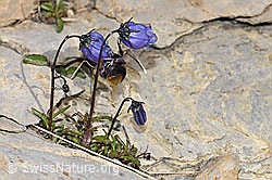 Campanula cochleariifolia (09.2021, F195248)