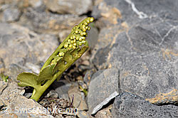 Echte Mondraute (Botrychium lunaria) (F195258)