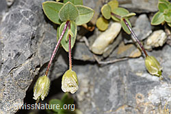 Breitblättriges Hornkraut (Cerastium latifolium) (F195260)