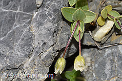 Breitblättriges Hornkraut (Cerastium latifolium) (F195261)