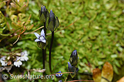 Gentiana tenella (09.2021, F195276)