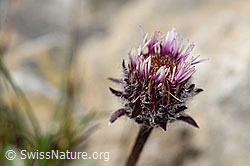 Erigeron uniflorus (09.2021, F195287)