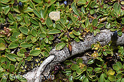 Salix retusa (F195298)