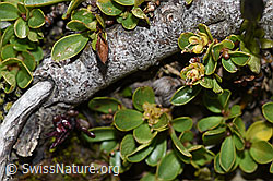 Salix retusa (09.2021, F195299)