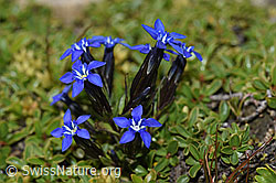 Gentiana nivalis (09.2021, F195302)