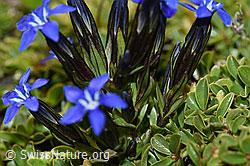 Schnee-Enzian (Gentiana nivalis) (F195303) Schnee-Enzian (Gentiana nivalis) (F195303)