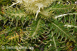 Alpen-Kratzdistel (Cirsium spinosissimum) (F195308) Alpen-Kratzdistel (Cirsium spinosissimum) (F195308)