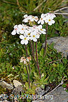 Bewimperter Mannsschild (Androsace chamaejasme) (F195316) Bewimperter Mannsschild (Androsace chamaejasme) (F195316)