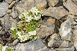 Schweizer Labkraut (Galium megalospermum) (F195329)