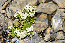 Schweizer Labkraut (Galium megalospermum) (F195331)