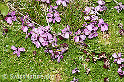 Kalk-Polsternelke (Silene acaulis) (F195333) Kalk-Polsternelke (Silene acaulis) (F195333)