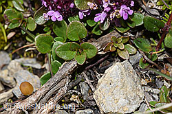Vielhaariger Thymian (Thymus polytrichus) (F195338) Vielhaariger Thymian (Thymus polytrichus) (F195338)