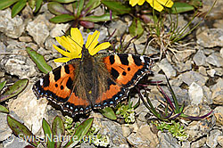 Berg-Milchkraut (Leontodon montanus)